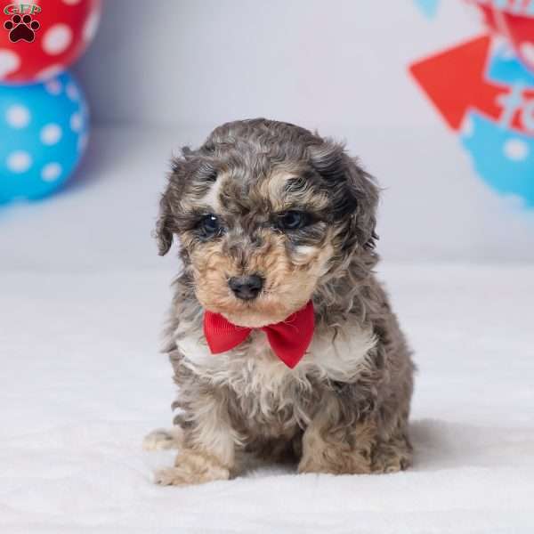 Ruger, Miniature Poodle Puppy